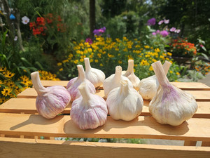 The Garlic Underground