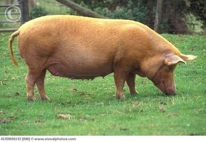 Old Grove Pastured Pork
