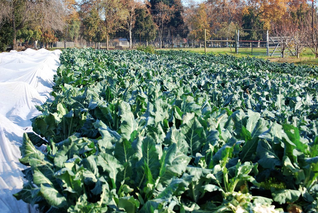 Soil Born Farms - Localharvest