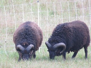 Reedbird Farm