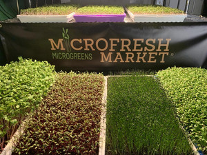 MicroFresh Market Microgreens