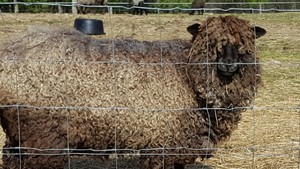 Lochan Mor Farm