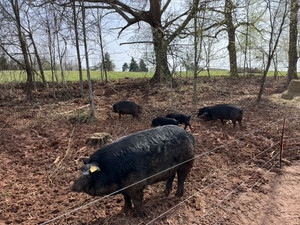 Mulefoot Hog