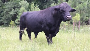 Harriss High Test Bull Beef Farm