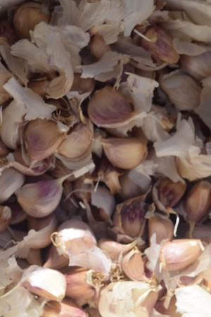 Wooly Egg Garlic Farm