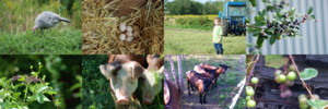 Renaissance Farms