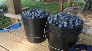 Rooney's Front Porch Farm