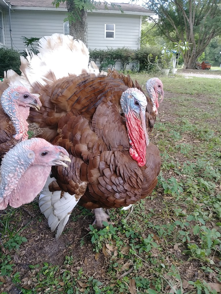 Happy Feathers Farm LocalHarvest