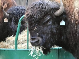 Timber Valley Bison, LLC