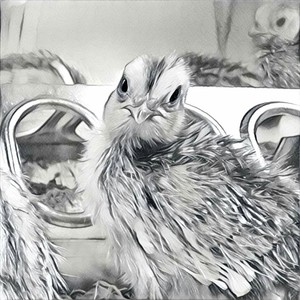 Tucson Quail
