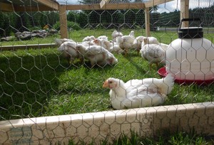 Mounts Creek Farm