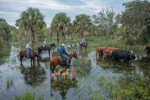 Florida Cracker Cattle