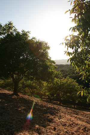 Limerock Orchards