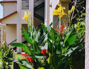 Green Village