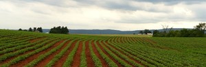 Bought The Farm