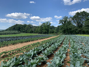 Alstede Farms