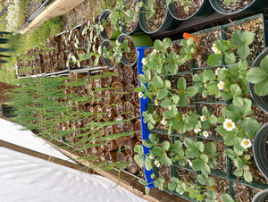 The Farmers Garden