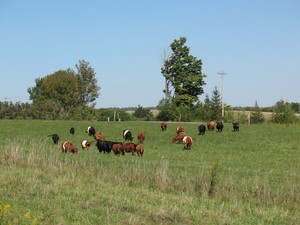 Iron Rod Farm