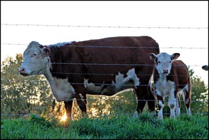 Buck Berry Farms