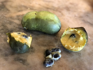Pawpaw