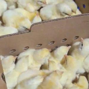 Earl's Cluckers