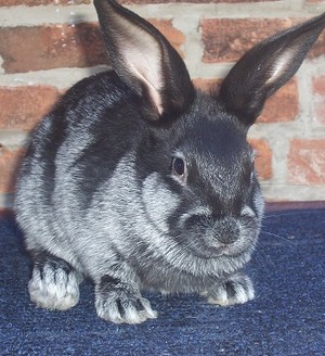 BHA Rabbitry