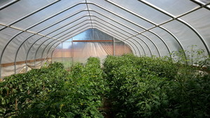 Storytree Farm