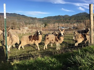 Big Sky Jacob Sheep