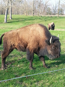 Eel River Bison Ranch