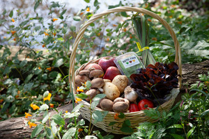 Maitri Farm