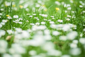The Chosen Weeds