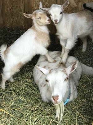 Wise Acre Farm