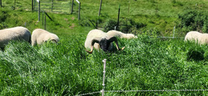 Renee Ranch LLC