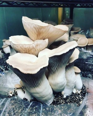 Gaias Mushrooms