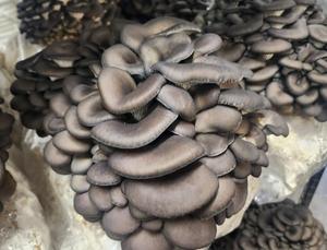 Jacob's Mushrooms