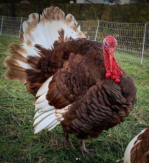 Bourbon Red Turkey