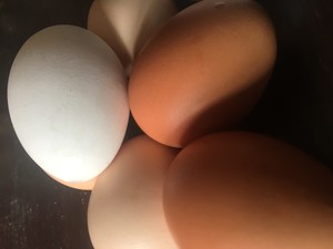 Fresh eggs crown point
