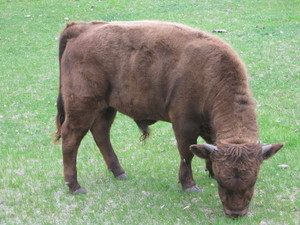 Chaparral Creek Farm
