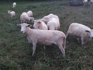Windy Meadow Farm