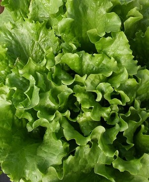 Southern Prairies Farms