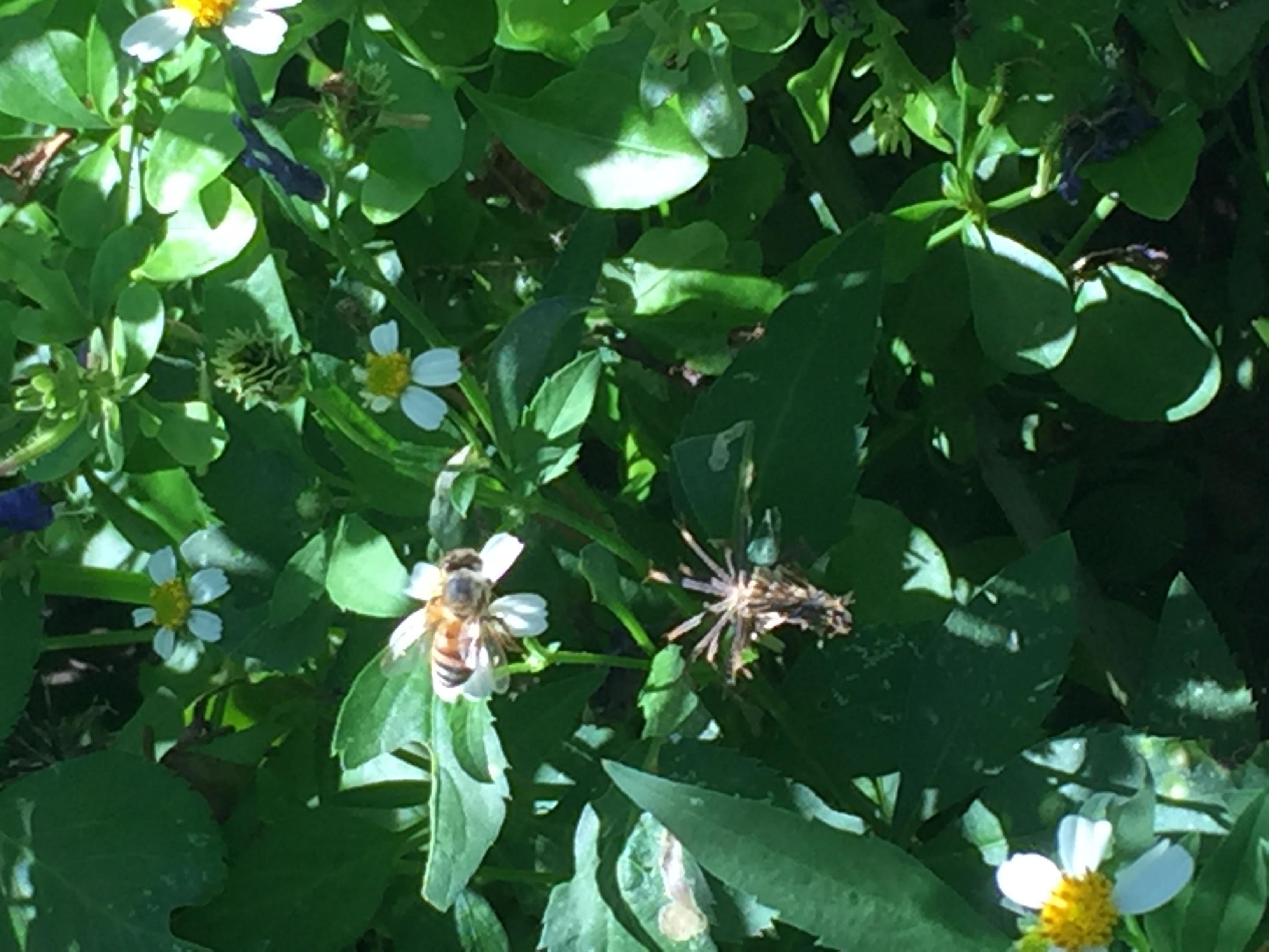 Bee on Spanish Needles.JPG