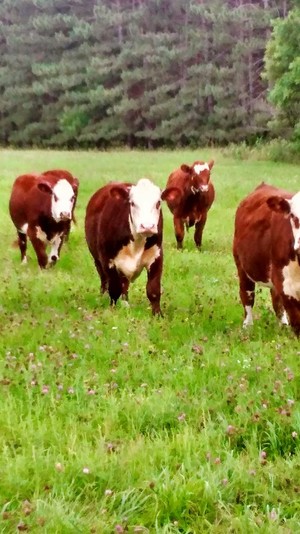 Eller Family Farm