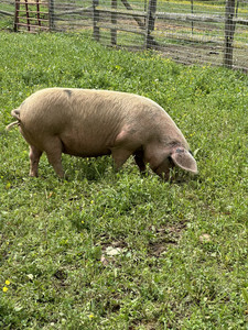 Kapstone Farm
