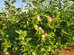 Jossy Farms