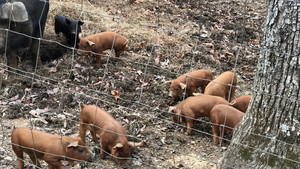 Porkstork