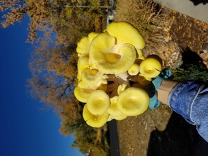 High Balsam Farm
