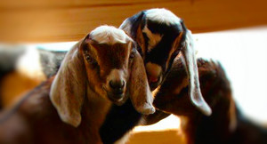 Saco River farms
