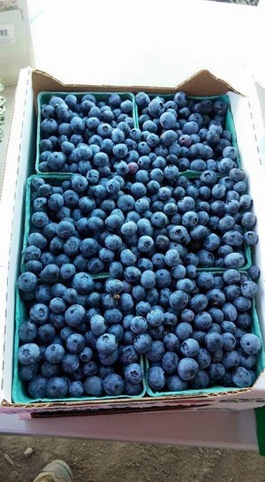 Tom's Berry Patch