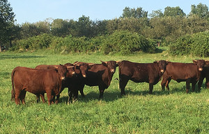 Devon Point Farm - Grass Fed Beef - Heritage Pork