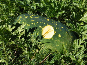 Moon & Stars Watermelon